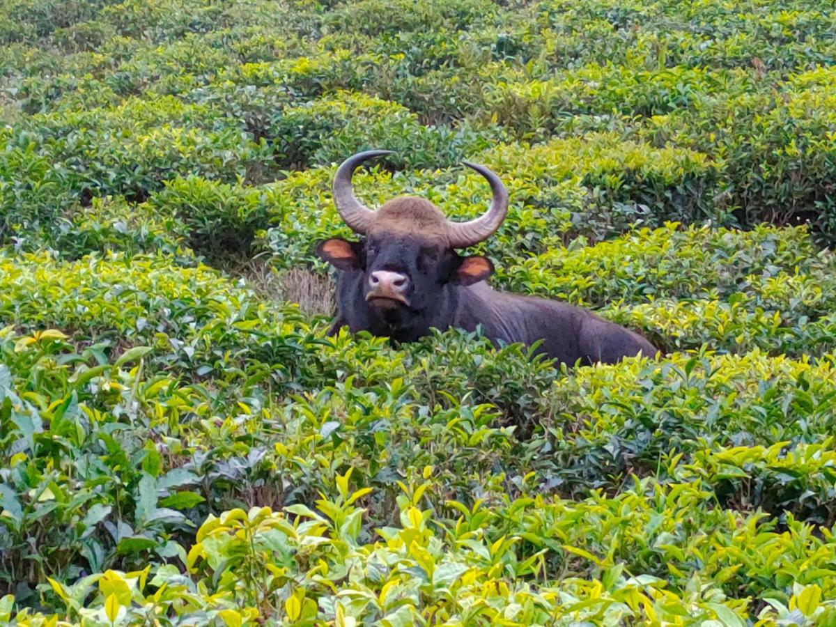 Ark Heritage Coonoor Dış mekan fotoğraf